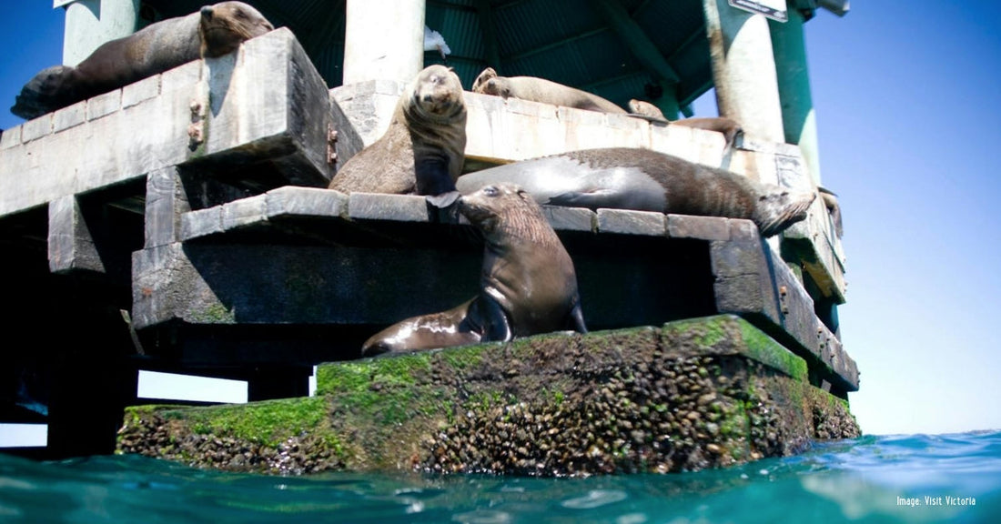 Seal-abrating International Day of the Seal!