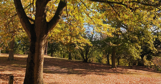 Make the Most of Autumn on the Mornington Peninsula