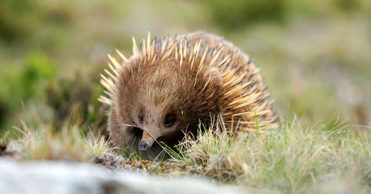 Explore our local parks & wildlife this Spring + FREE Echidna craft activity