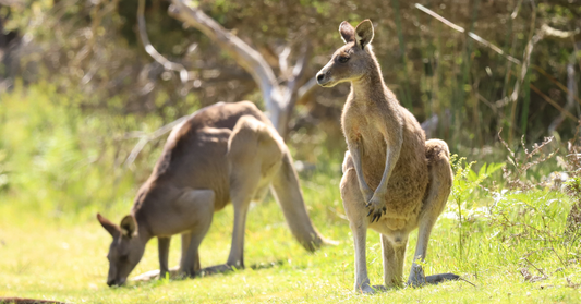 Springtime magic at Briars Wildlife Sanctuary